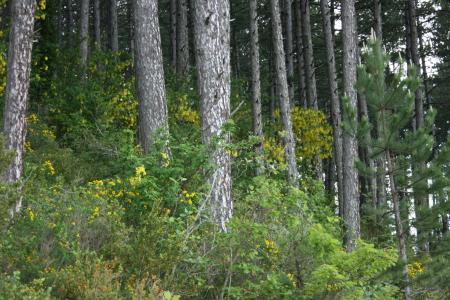 UNE FORET COMME ON AIME