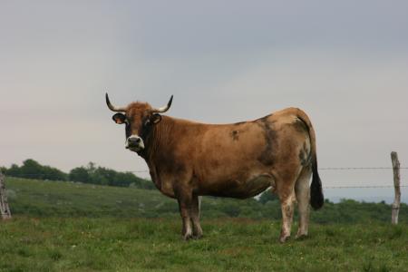 THE KING IS WATCHING HIS HAREM