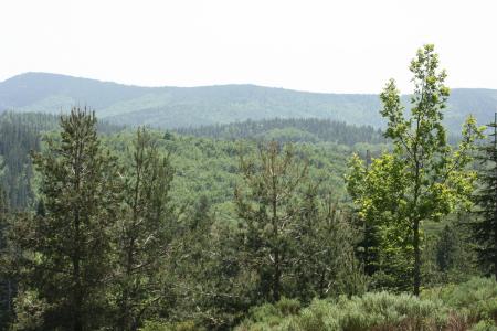 DES BOIS,DES BOIS ET DES BOIS 